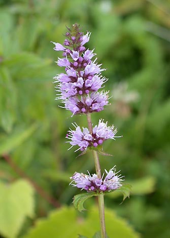 نعناع فلفلی